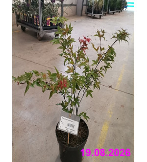 Acer palm. 'Beni-maiko' C 2,5 L